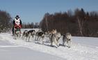 Wyjątkową atrakcją bieszczadzkiej zimy są wyścigi psich zaprzęgów. Fot. Janusz Górnicki