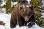 Co robić w razie spotkania z niedźwiedziem?  Poradnik dla turystów