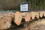 Lasy Państwowe zakończyły tegoroczną sprzedaż drewna na Podkarpaciu