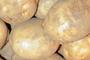 „Od ziemniaka po frytkę” - Podkarpackie Regionalia w Agrohurcie