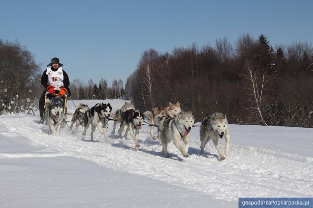 Wyjątkową atrakcją bieszczadzkiej zimy są wyścigi psich zaprzęgów. Fot. Janusz Górnicki