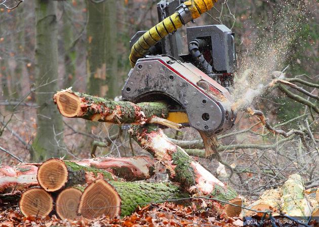 Wycinanie drzew – nowe prawo z 2017 roku