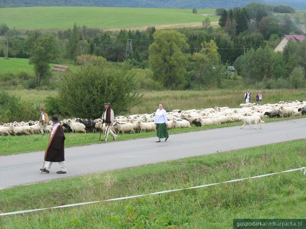 Jesienny osad owiec w Osławicy - 2017