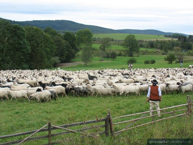 Owce wracają z hal. Osod w Osławicy w 2017 roku. Fot. Adam Cyło