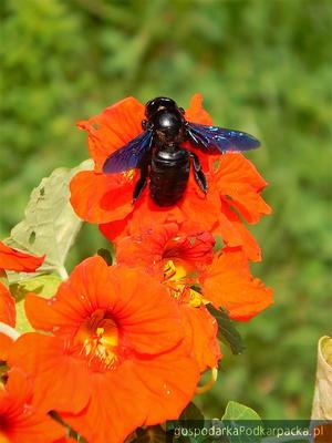 Fioletowe (albo czarne) pszczoły – czy ginący gatunek także na Podkarpaciu?
