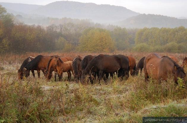 Konie huculskie. Fot. Bieszczadzki Park Narodowy