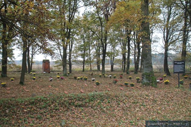 Chryzantemy na wojennych cmentarzach Ziemi Jarosławskiej 