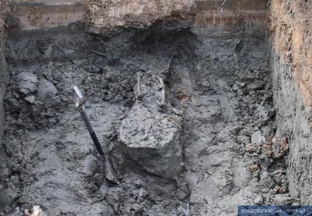 Znaleziono zwłoki Polaka zabitego przez sowieckiego żołnierza