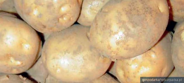 „Od ziemniaka po frytkę” - Podkarpackie Regionalia w Agrohurcie
