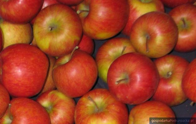 Polska liderem w produkcji i eksporcie jabłek