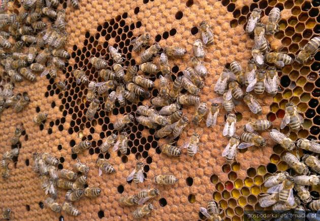 Opryski przeciw komarom mogą zatruć pszczoły